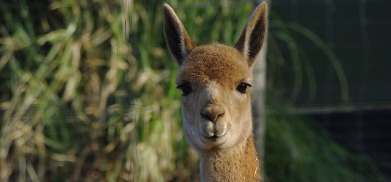 Alpaca-Peruvian-Shades-Top-10