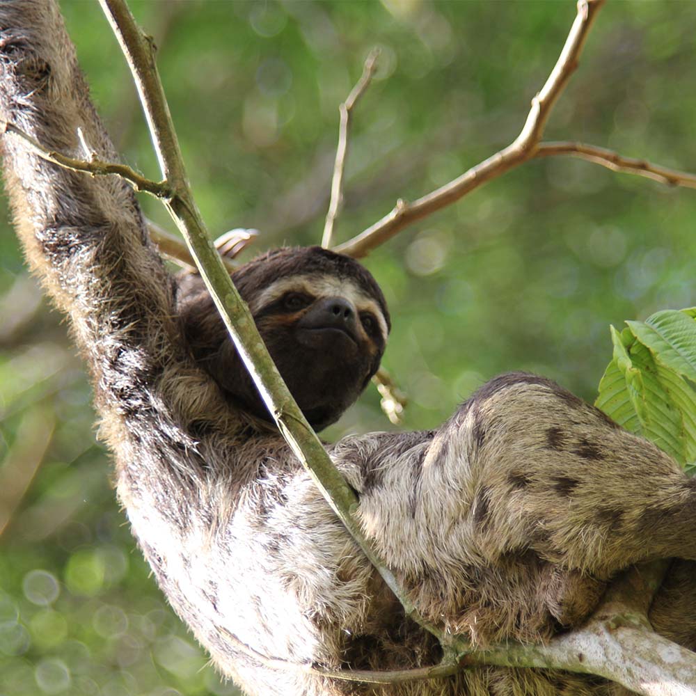 Oso perezoso-Selva-Iquitos-Peru